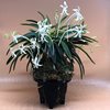 Neofinetia falcata Zuiun 瑞雲 